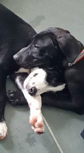 13343005_636042303210065_3955154521813431905_n