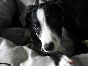 13432371_644499122364383_5299981935259505645_n