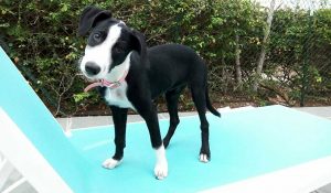 13438812_648316561982639_539055168565838680_n