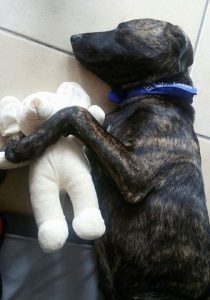 13643782_520006544857120_560580540_n