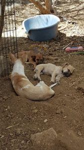 13649609_10208508188197102_2064884433_n