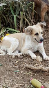 13652869_10208508187997097_472320496_n