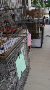 38ster pr klein 29 mei II