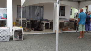 4ster pr klein 29 mei