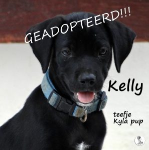 AA-Kelly3 -geadopteerd