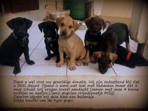 Bedankt Kyla pups