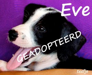 Eve adoptie - geadopteerd