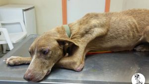 13313463_10208213147901279_1102645046_o