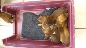 13334369_10208213148421292_2076631517_o