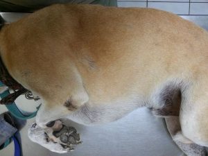 13335291_10208234068744287_606047267_n