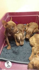 13335421_10208213148141285_1747836366_n