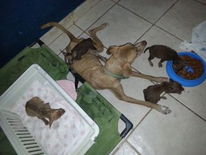 13335452_10208213151421367_1638896175_n