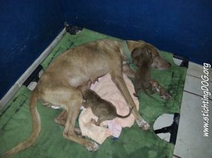 13342296_10208215805127708_176891016_n