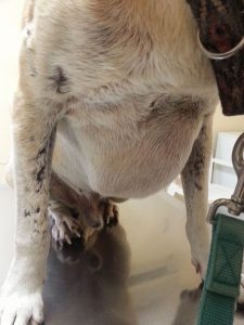 13348779_10208234068944292_2023396155_n