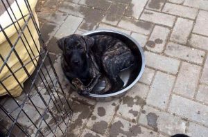 13349224_10208240916155468_1233055277_n