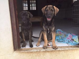 13393288_10208240916235470_435906226_n (1)