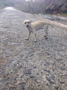 13434242_1154923904566244_441290682_n