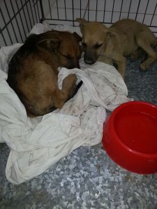 13444465_10208322039303496_2105144275_n