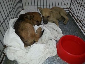 13451208_10208322043583603_937594829_n