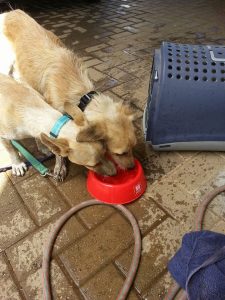 13451246_10208325156021412_1598346688_n