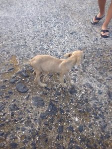 13451248_1154923937899574_1805729112_n