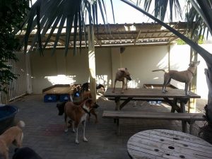 13451304_10208298359231509_364949170_n