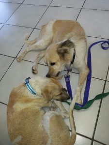 13453795_10208325154221367_5212905_n