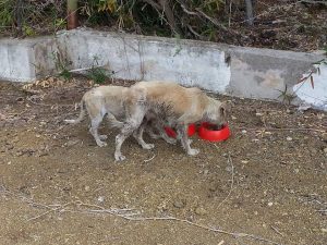 13453993_10208322033583353_1569115699_n