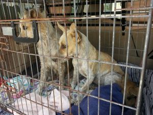 13454018_10208325160581526_1998858342_n