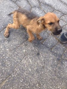 13454035_1154924094566225_536357946_n