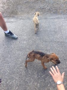 13454035_1154924294566205_1485507721_n