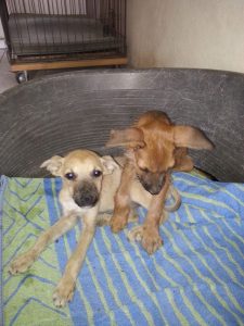 13457597_10208322059984013_1802843260_n