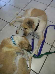 13457706_10208325154501374_166688002_n