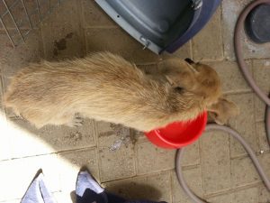 13457718_10208325156661428_91665623_n