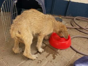 13457819_10208325157101439_248287022_n