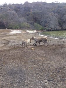 13459545_1154923851232916_803887299_n