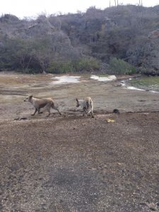 13472316_1154923814566253_431164926_n