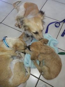 13473842_10208325153821357_1277490868_n