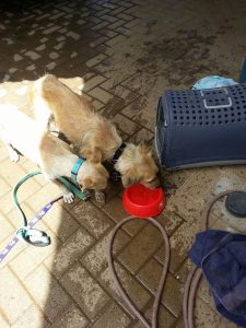 13473874_10208325156101414_707010077_n