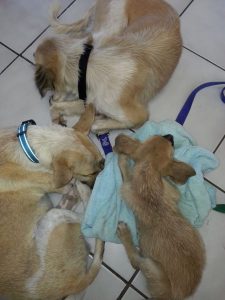 13473975_10208325153341345_1894032476_n