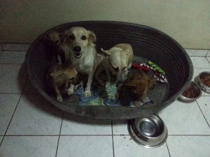 13479507_10208344640068501_1184135540_n