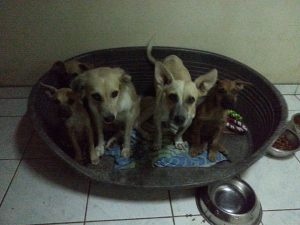 13479762_10208344638508462_609105218_n