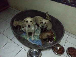 13487926_10208344640588514_845500376_n