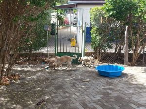 13515279_10208405550591226_1239299663_n