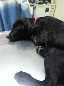 13521078_10208376903595069_2017506739_n