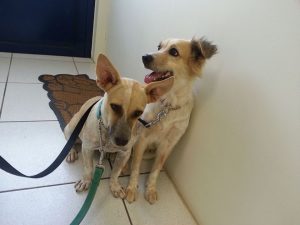 13530644_10208376902115032_178980934_n