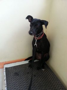 13530648_10208376902555043_2094557997_n