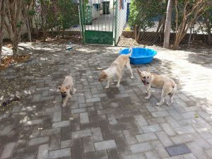 13553141_10208405550791231_1359521040_n