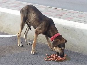 13599468_10208456811632720_1471754305_n