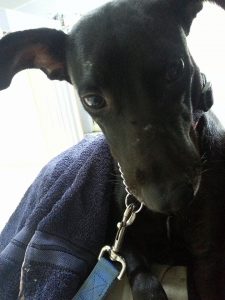 13617350_10208499653663744_468654304_n